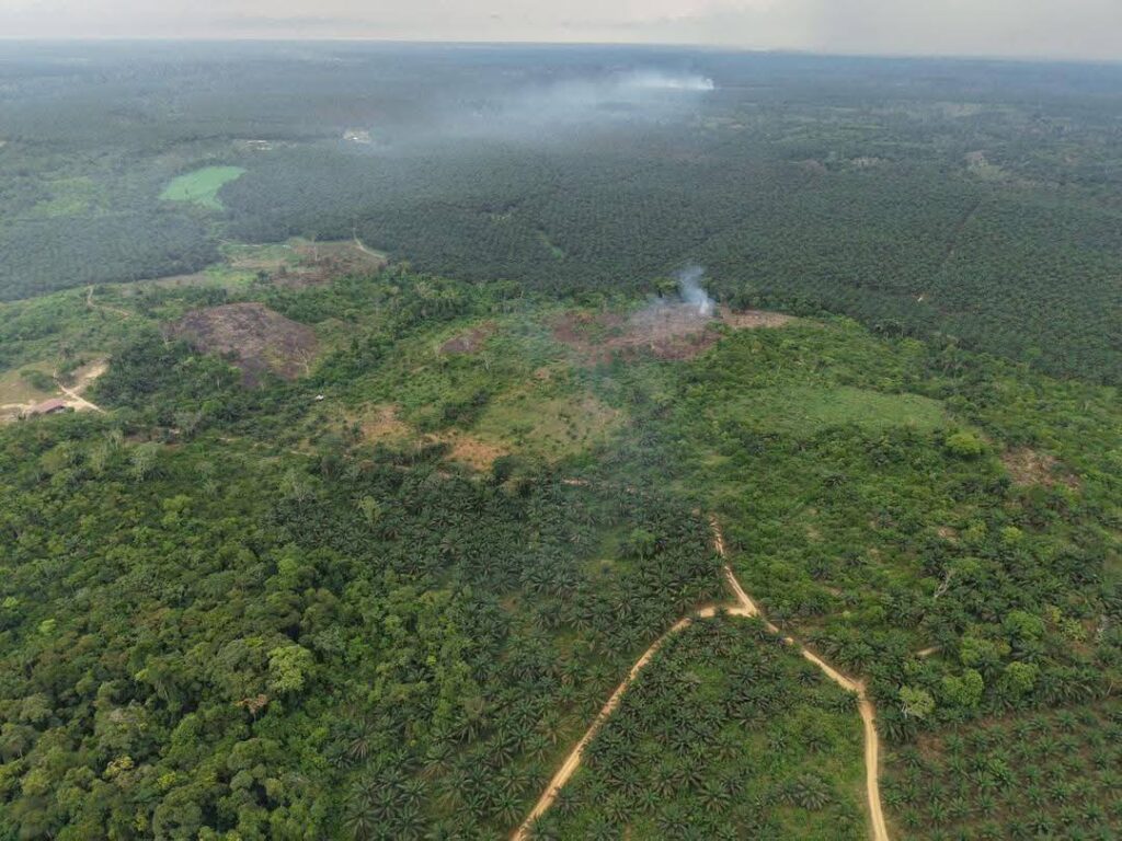 Terrain à vendre au Cameroun : Saisissez l'opportunité à Dibamba dès 6 500 FCFA / m² 703600980 122101265961326091 2496188396612423464 n