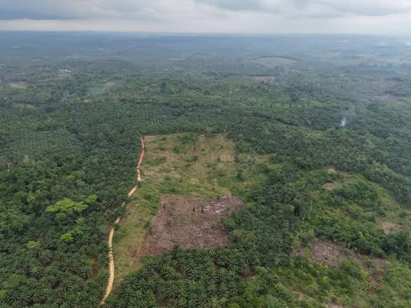 Terrain à vendre au Cameroun : Saisissez l'opportunité à Dibamba dès 6 500 FCFA / m² 705790466 122101265793326091 6913613230617592310 n